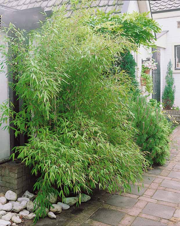 10 Bambous verts - Haie de 10 m linéaire - Phyllostachys bisseti - Plantes