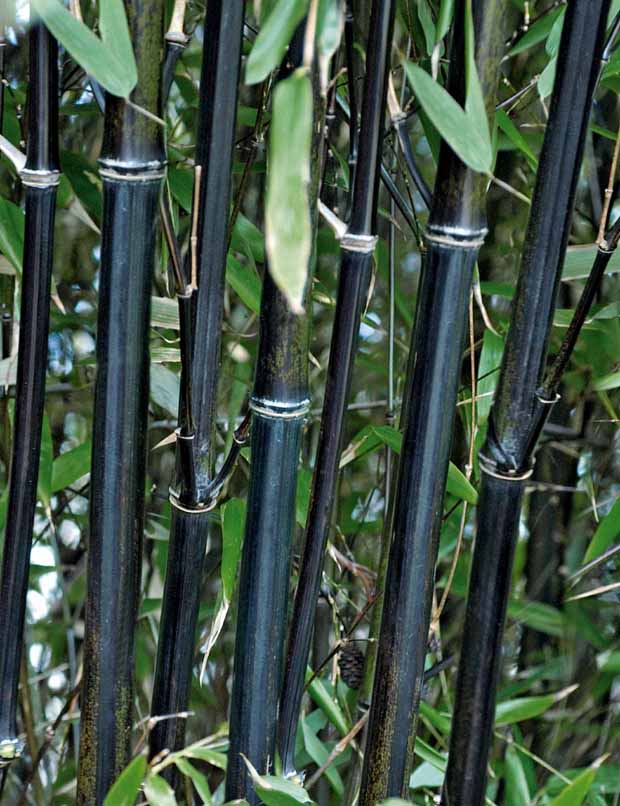 10 Bambous noirs - Phyllostachys nigra - Plantes