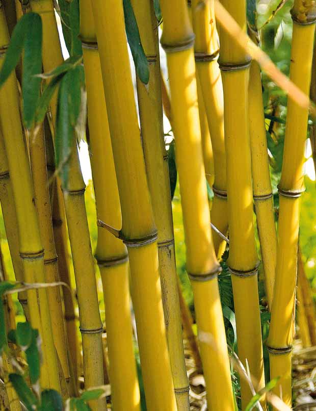 10 Bambous jaunes - Haie de 10 m linéaire - Phyllostachys aureosulcata aureocaulis - Plantes