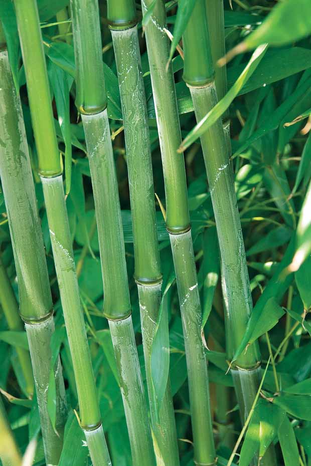 10 Bambous verts - Haie de 10 m linéaire - Phyllostachys bisseti - Arbustes