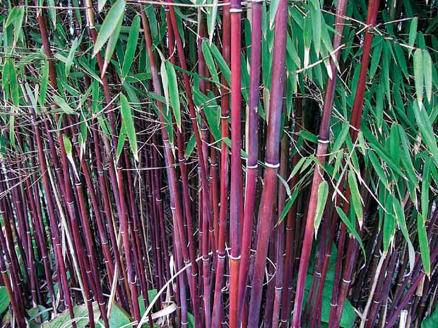 10 Bambous à cannes rouges, Bambou des pandas - Haie de 10 m long - Fargesia scabrida asian wonder - Arbustes