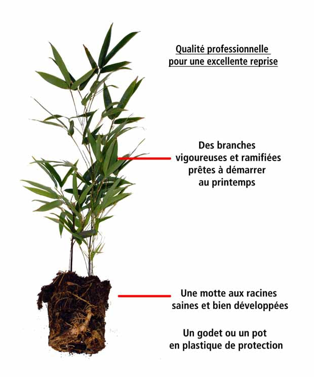 10 Bambous noirs - Phyllostachys nigra - Arbustes