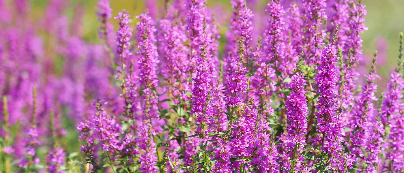 Salicaire commune - Lythrum salicaria