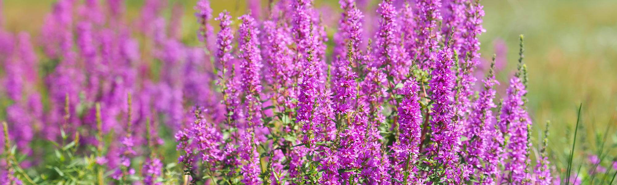 Salicaire dressée - Lythrum virgatum