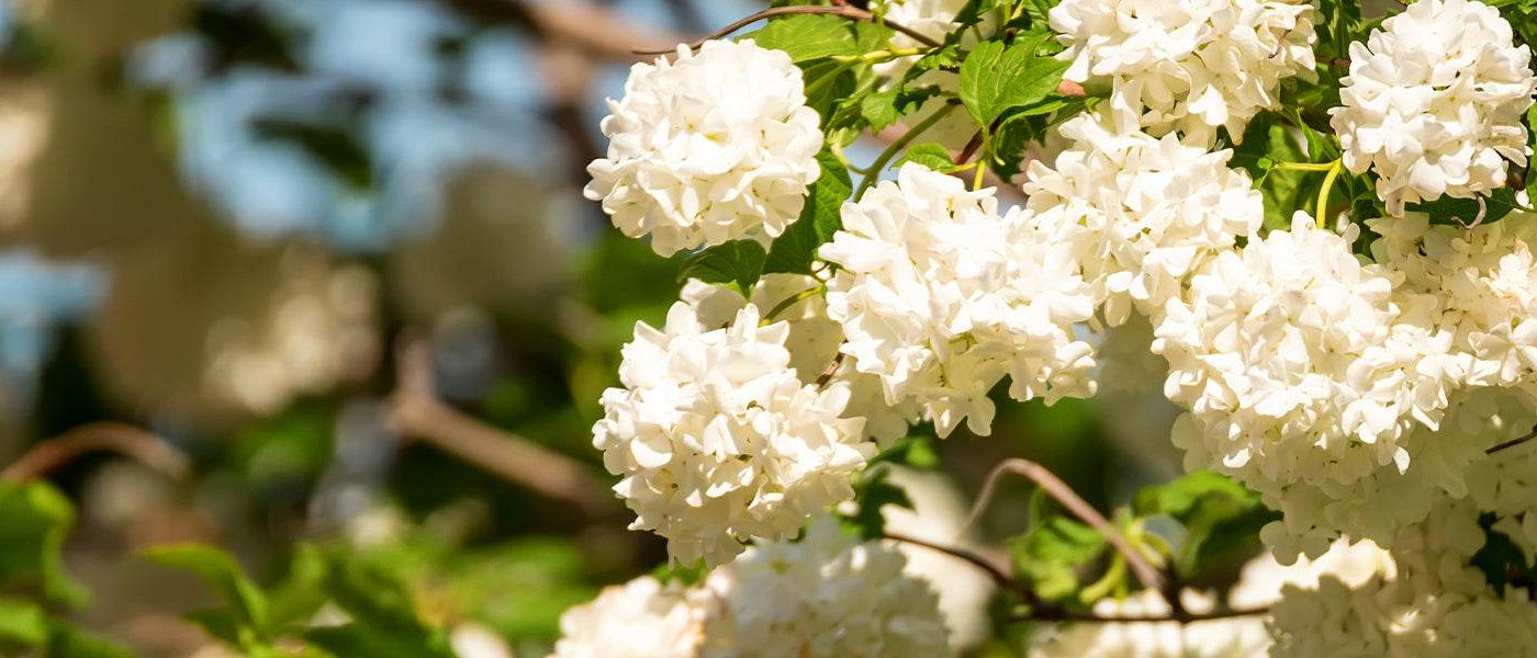 Viorne plissé - Viburnum plicatum