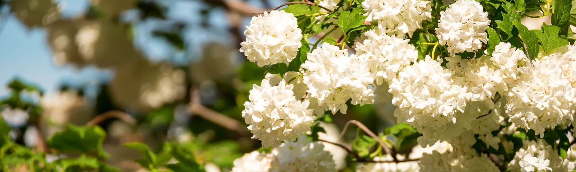 Viorne tin - Viburnum tinus