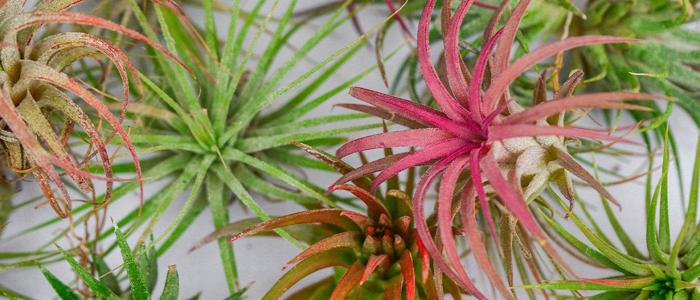 Tillandsie royale - Tillandsia xerographica