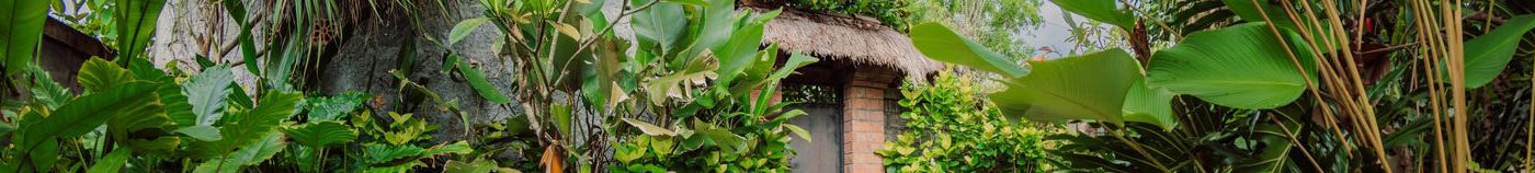 Terrasse jungle