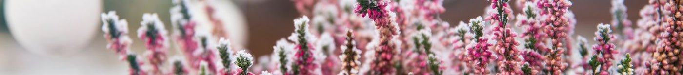 Balcon fleuri en hiver