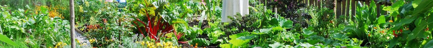 Potager en été