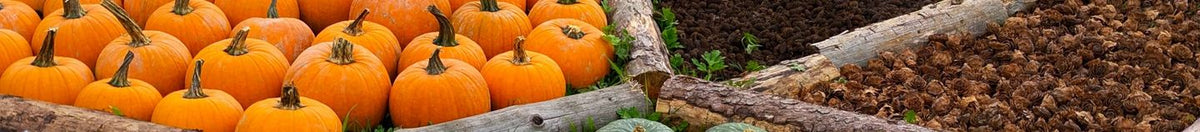 Potager en automne