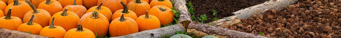 Potager en automne
