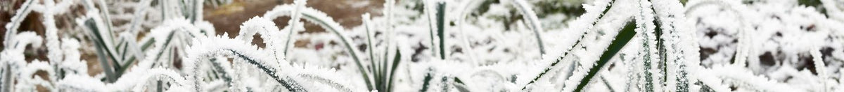 Potager en hiver