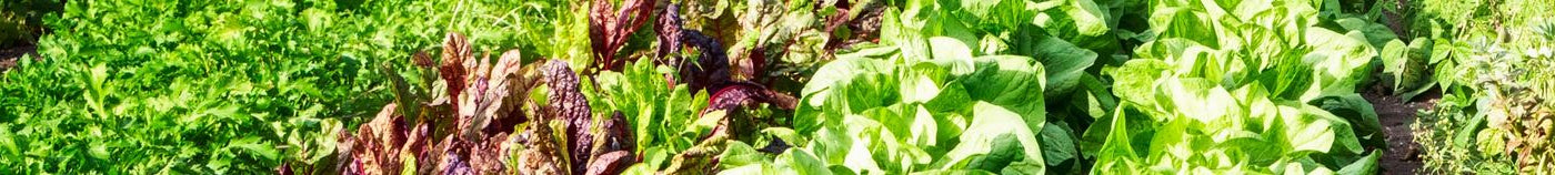 Potager bio