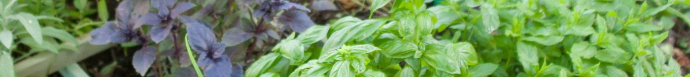 Potager avec des aromatiques