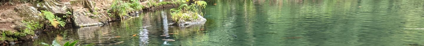 Plantes pour bassin : conseils et inspirations