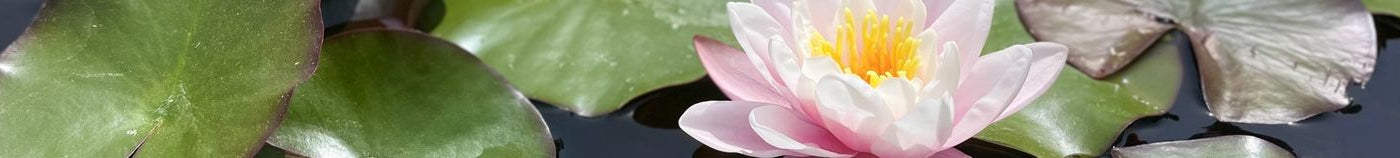 Bassin fleuri