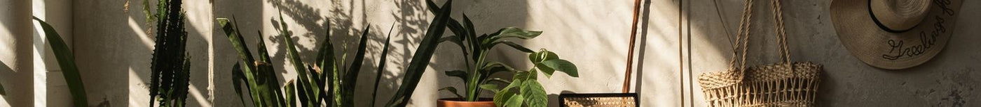 Plantes pour le salon
