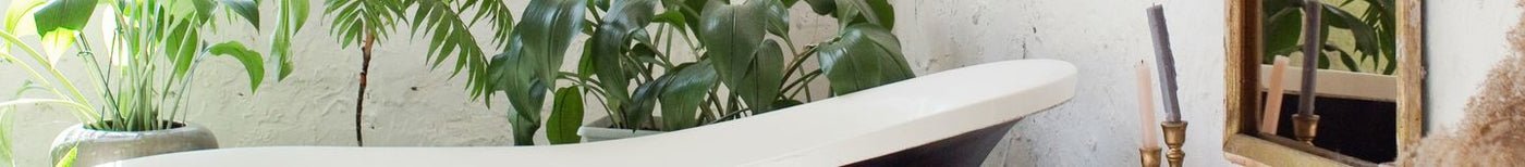 Plantes pour la salle de bain