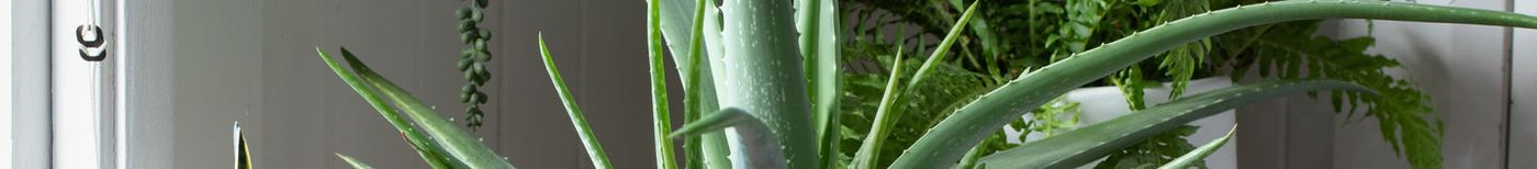 Plantes d’intérieur sans entretien