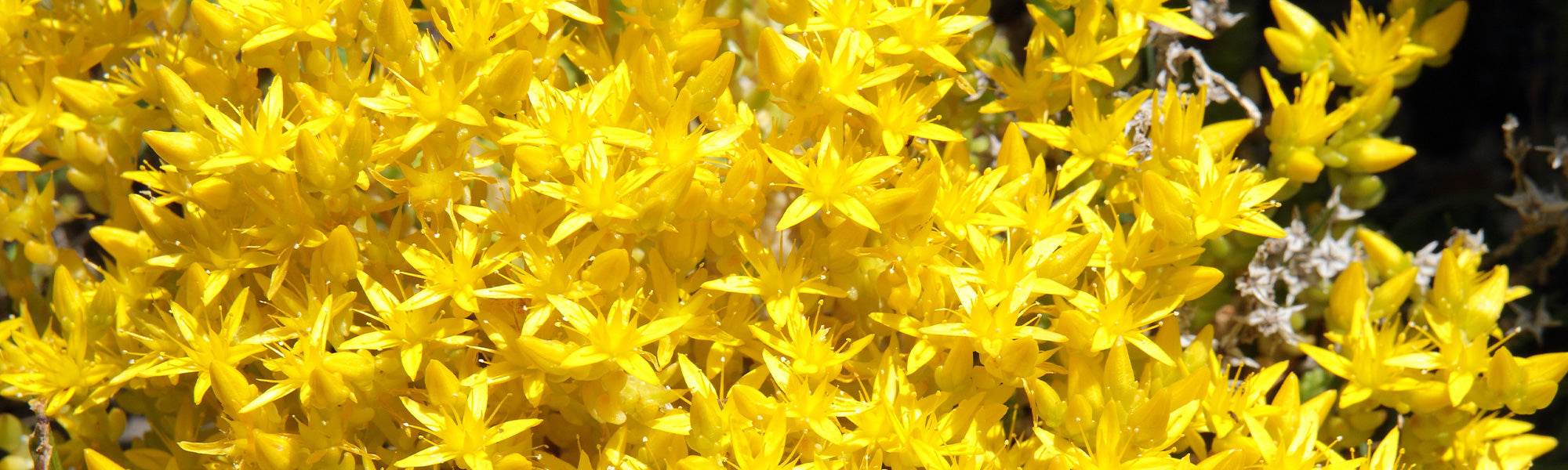 Orpin réfléchi - Sedum reflexum