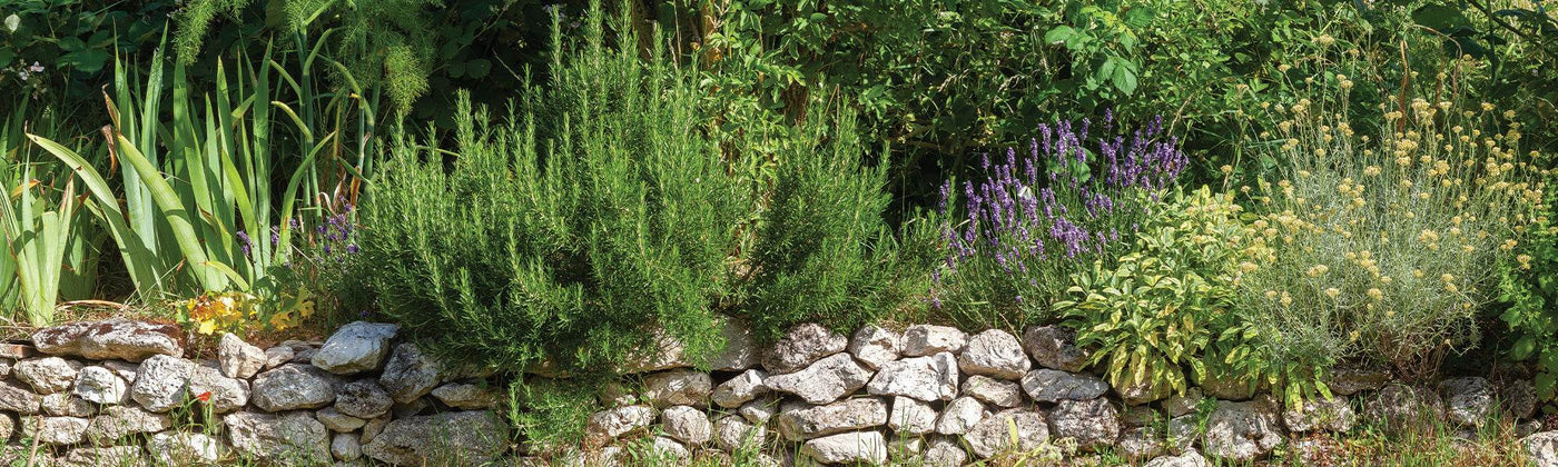Plantes pour allées et bordures