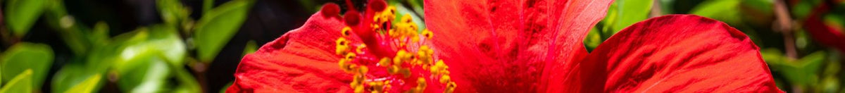 Plantes pour sol humide