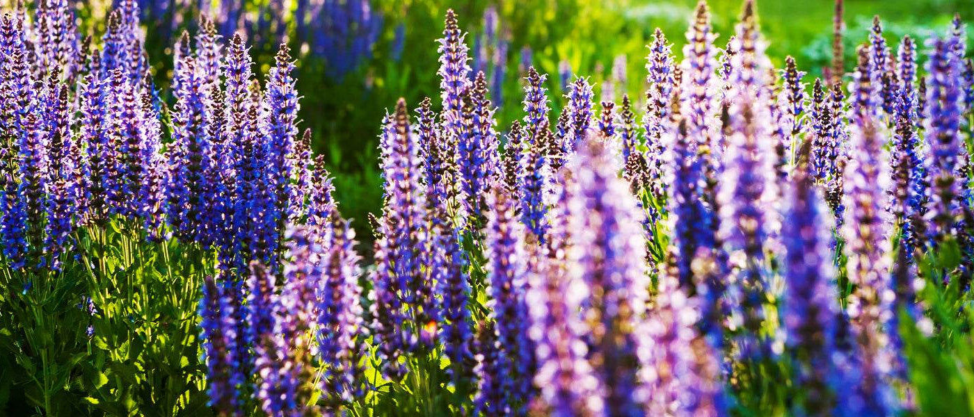 Sauge officinale - Salvia officinalis