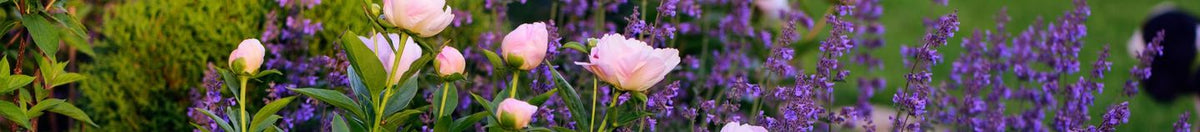 Plantes pour sol argileux