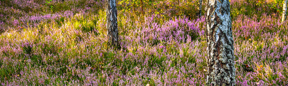 Un jardin en sous-bois