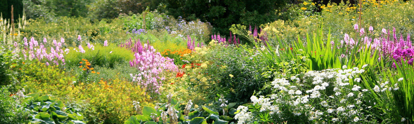 Jardin fleuri toute l’année