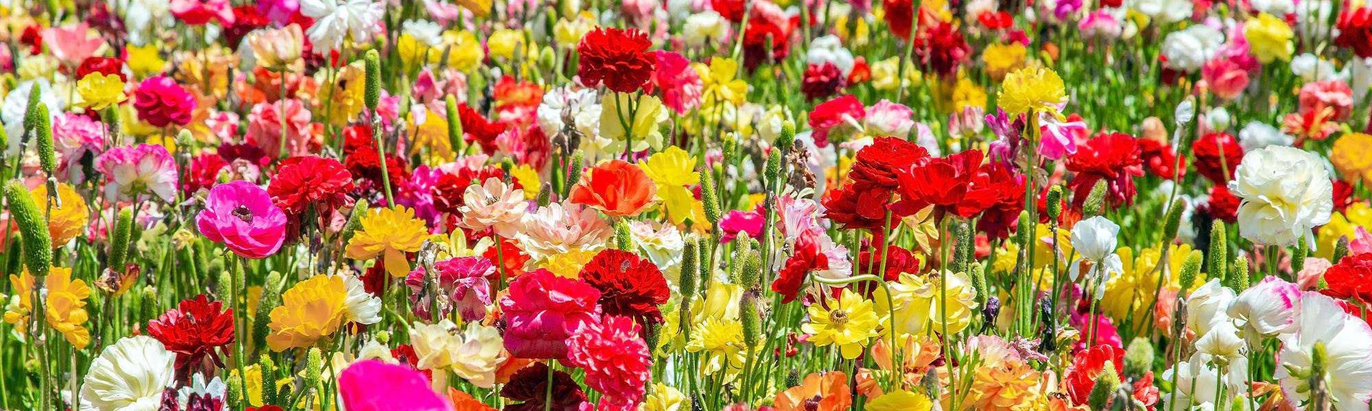 Renoncule des jardins - Ranunculus asiaticus