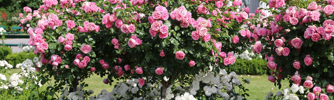 Rosiers sur tige