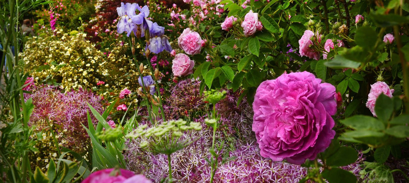 Jardin Anglais