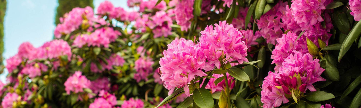 Rhododendrons