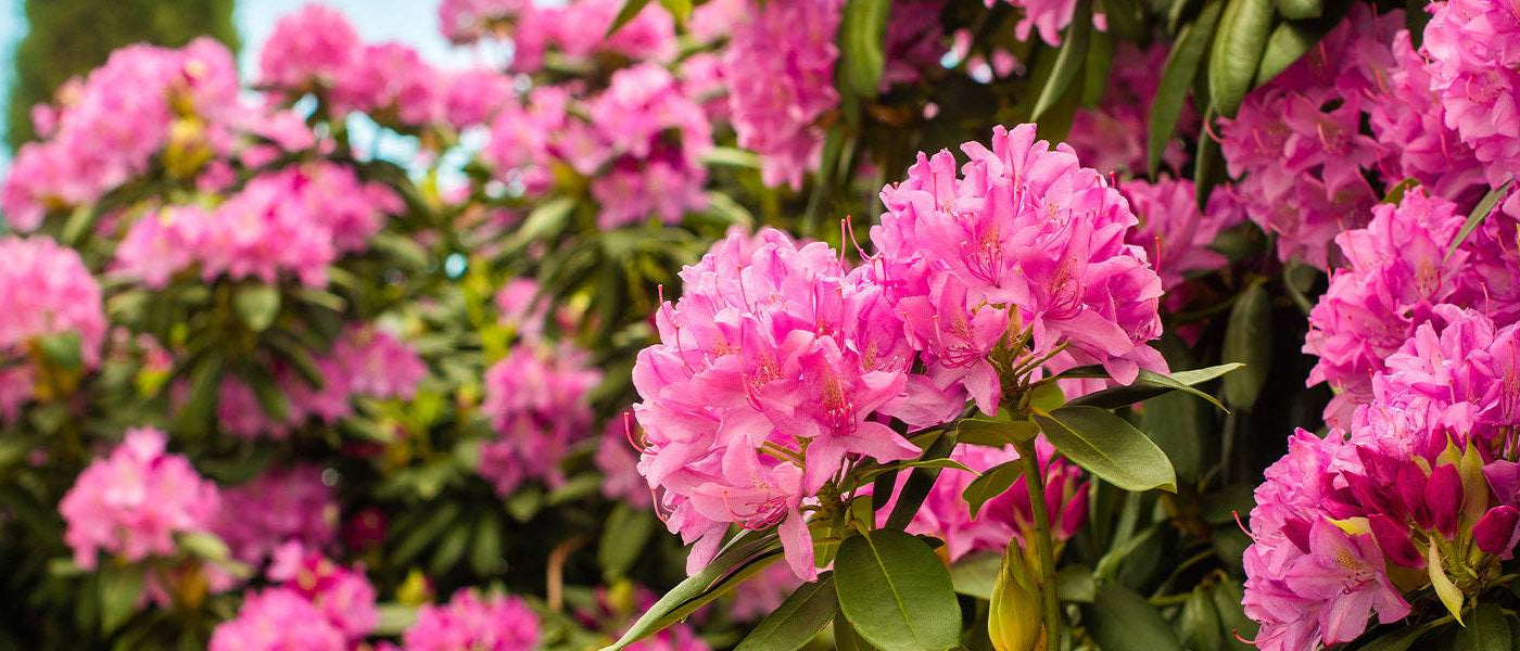 Rhododendron pontique - Rhododendron ponticum