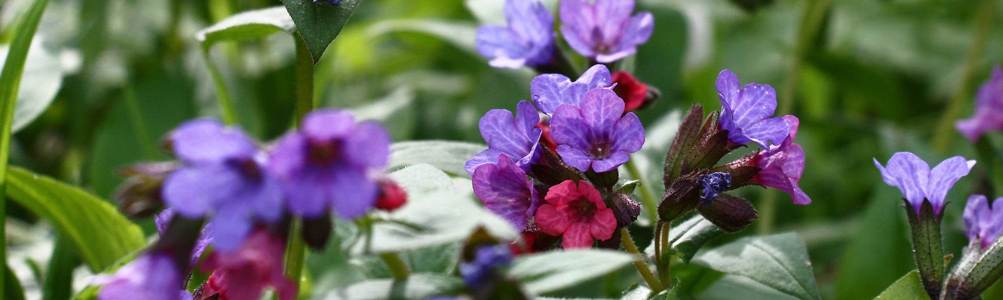 Pulmonaire rouge - Pulmonaria rubra