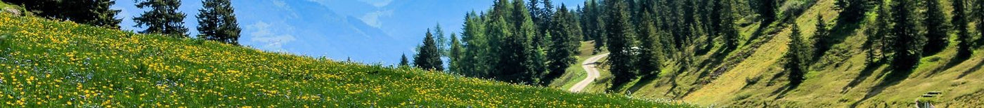 Jardin sauvage