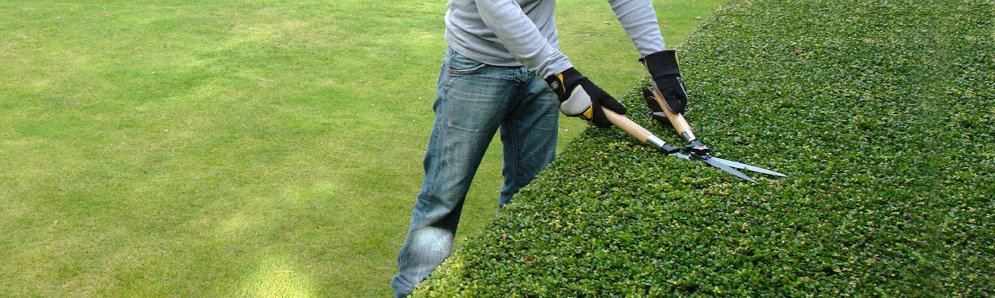 Tronçonneuses et taille-haies