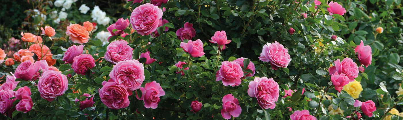 Rosiers pour bouquets
