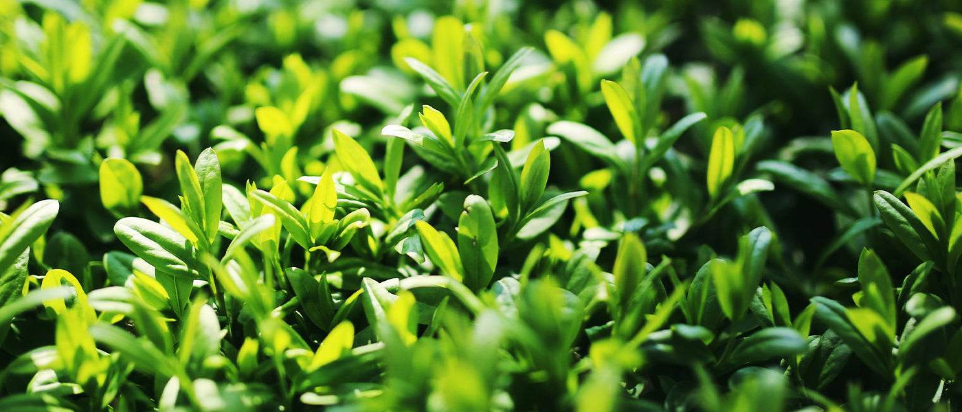 Troène du Japon - Ligustrum japonicum