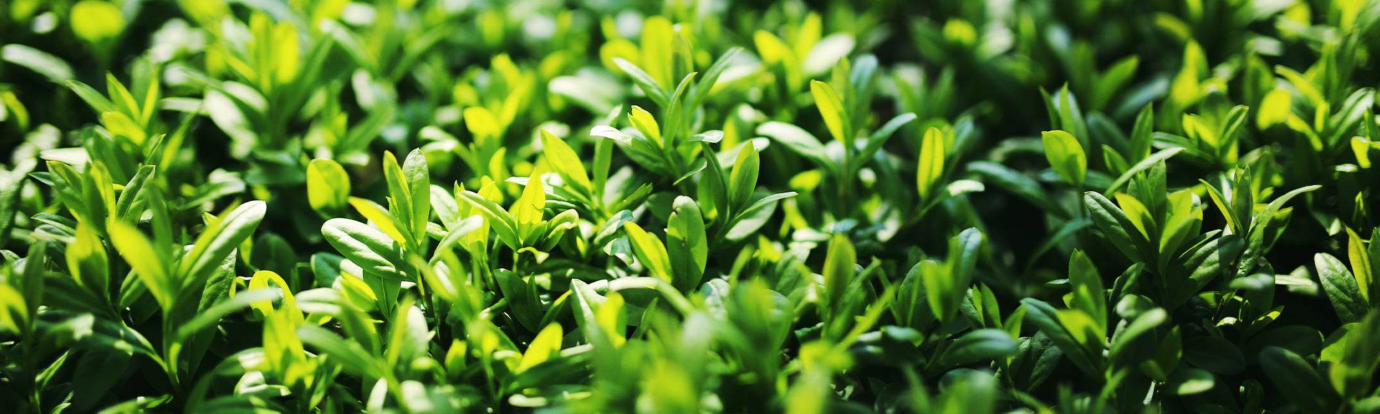 Troène commun - Ligustrum vulgare