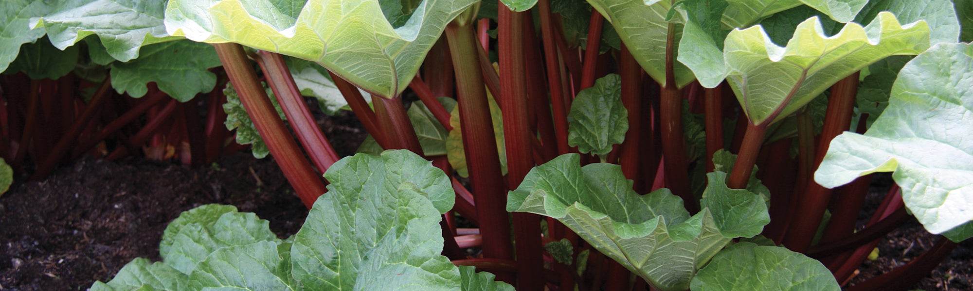 Rhubarbe rhapontique - Rheum rhaponticum