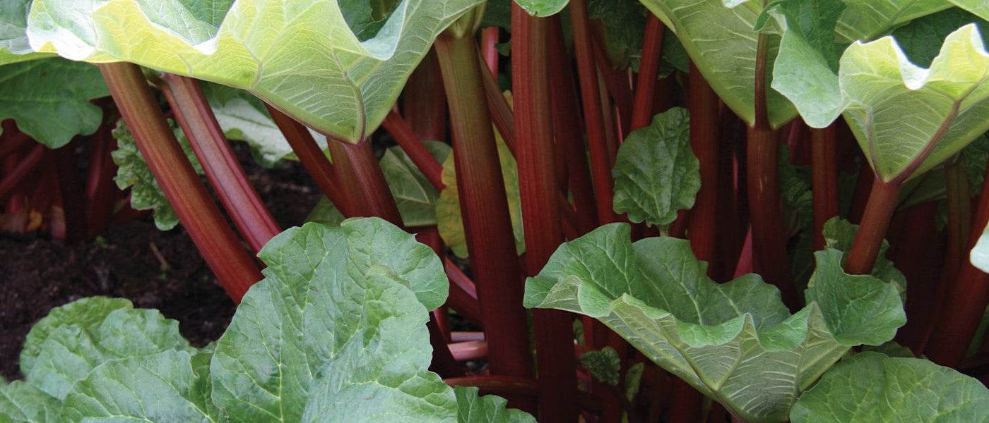 Rhubarbe médicinale - Rheum officinale