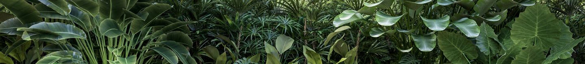 Terrasse : plantes anti-bruits