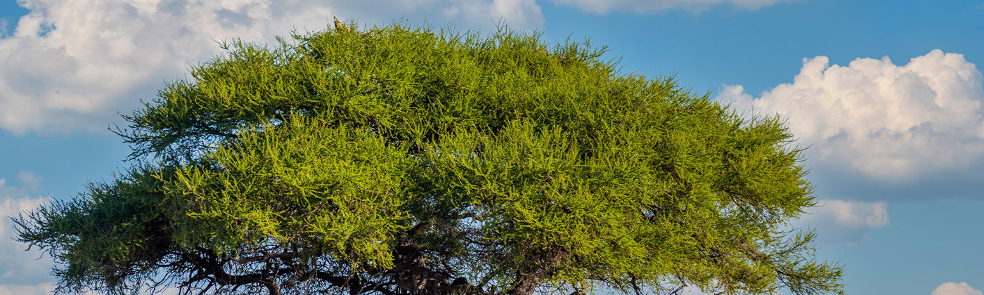 Acacias - Acacia