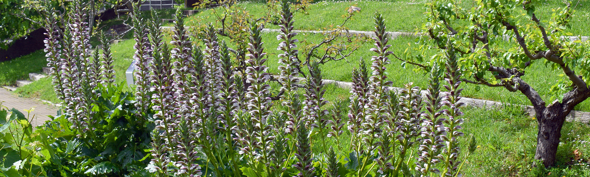 Acanthe épineux - Acanthus spinosus
