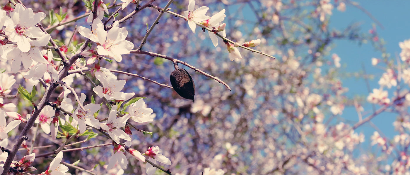 Amandier - Prunus dulcis