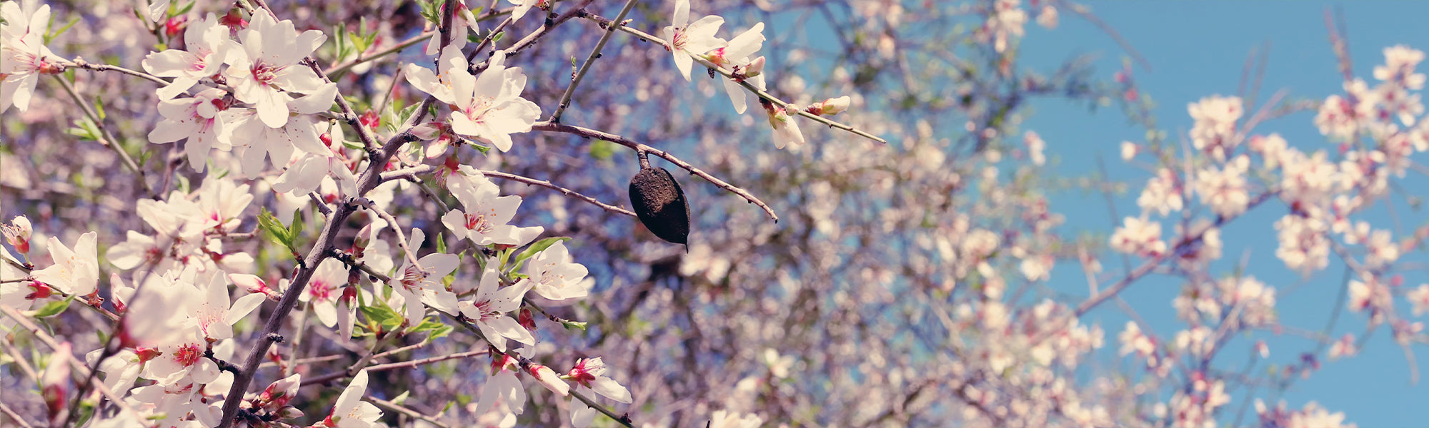 Amandier - Prunus dulcis