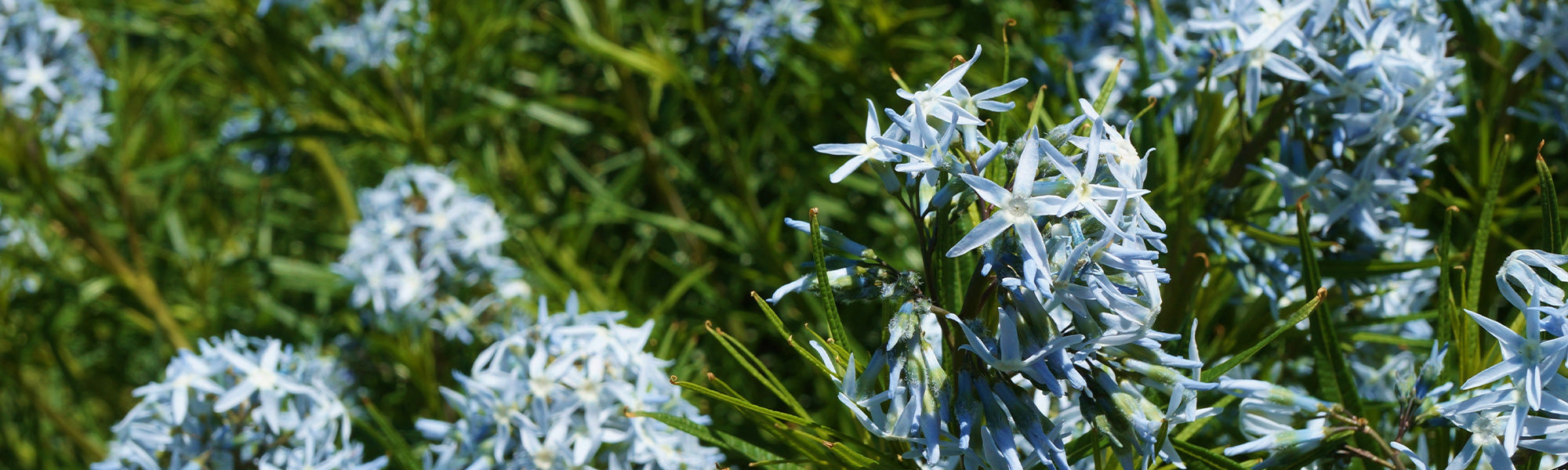 Amsonie de Tabernaemontanus - Amsonia tabernaemontana